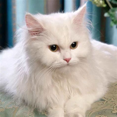 persian cat price in india delhi